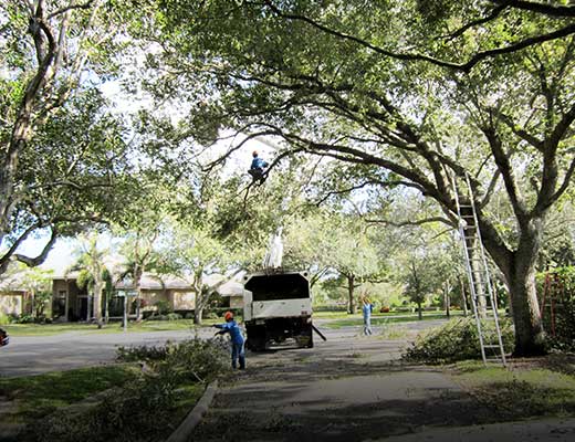 Landscape Services Pompano Florida